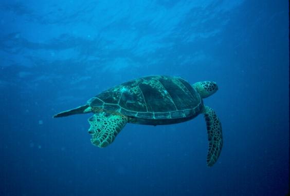 Sea Turtle