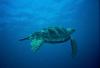 Sea Turtle