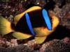 Clownfish