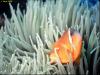 Anemonefish