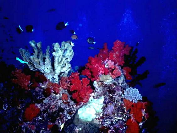 Reefscape