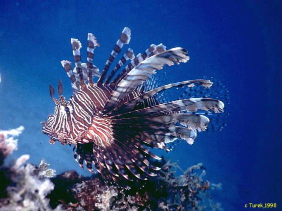 Lionfish