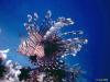 Lionfish