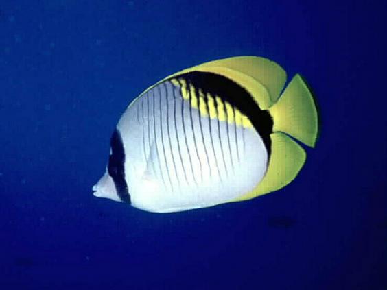 Butterflyfish