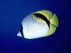 Butterflyfish