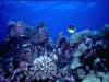 Reefscape
