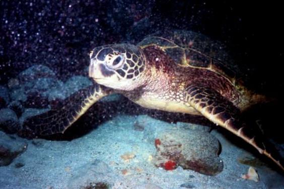 Sea Turtle