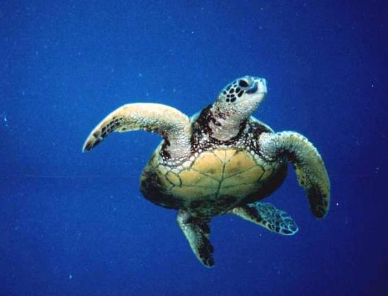 Sea Turtle