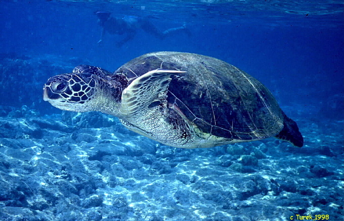 http://www.coral.org/files/images/1883-turtle1.jpg