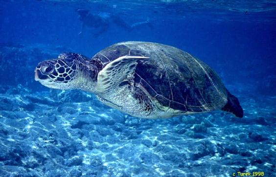Sea Turtle