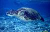 Sea Turtle