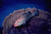 Grouper