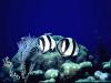Butterflyfish