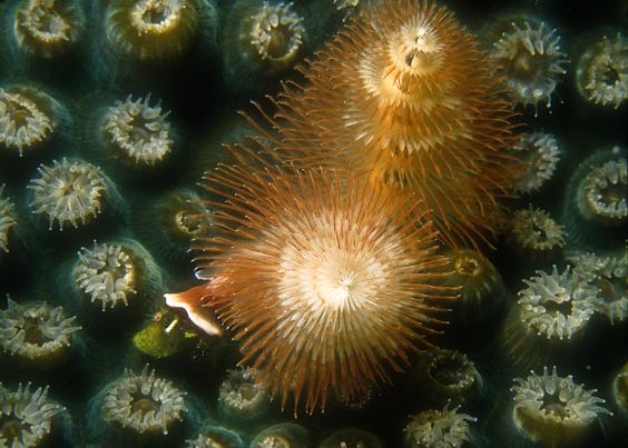 Christmas Tree Worm