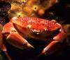 Coral Crab Coral Crab