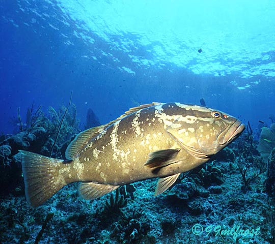 Grouper Grouper
