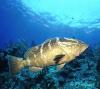 Grouper Grouper