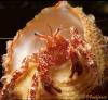 Hermit Crab Hermit Crab