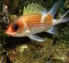 Squirrelfish Squirrelfish