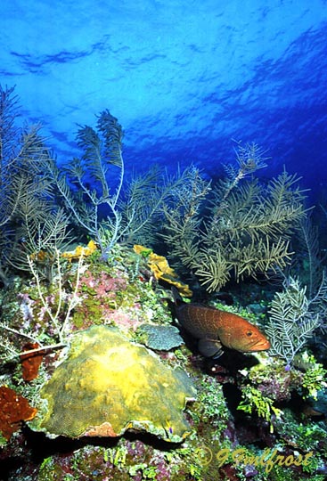 Tiger Grouper Tiger Grouper