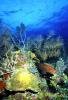 Tiger Grouper Tiger Grouper