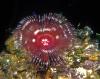 Split-Crown Feather Duster Worm