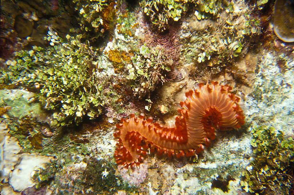 bristle worm image search results bristle worm image search results