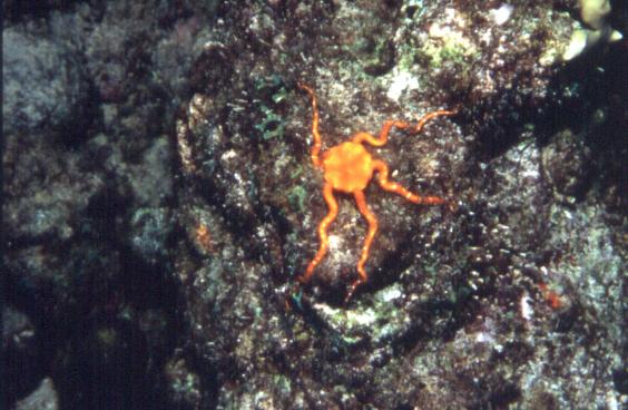 Brittle Star