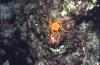 Brittle Star