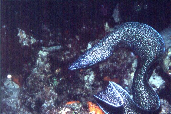 Moray Eel