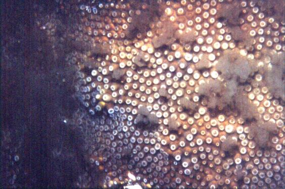 Spawning Coral