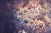 Spawning Coral