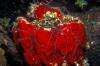 Brittle Stars on Red Sponge