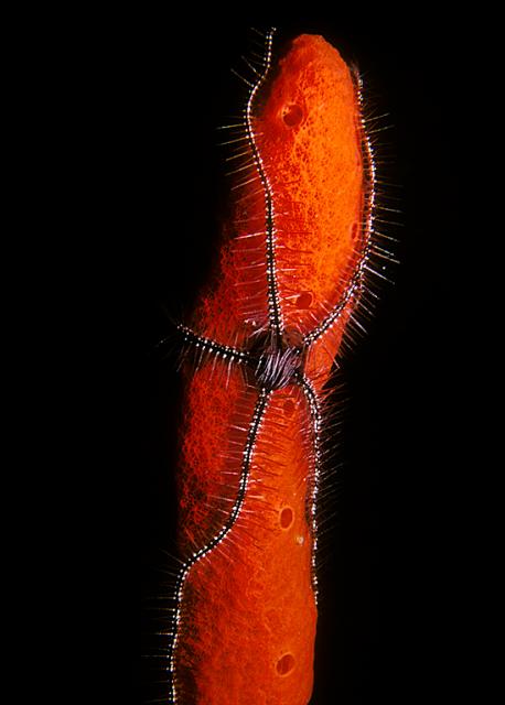 Brittle Star on Red Sponge