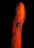 Brittle Star on Red Sponge