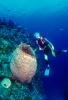 Barrel Sponge