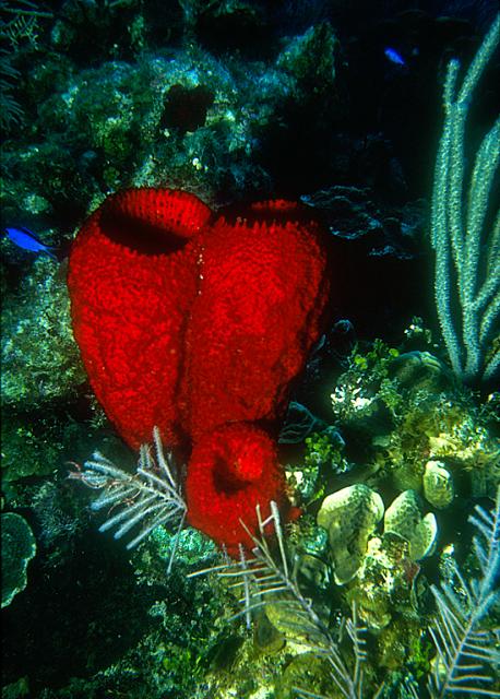 Red Sponge