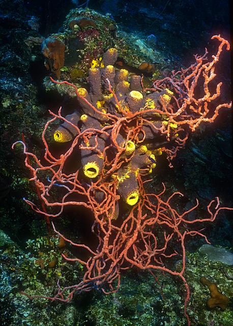 Rope Sponge and Tube Sponge