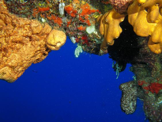 Reef Scene at Randy's Gazebo