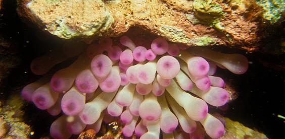 Pink-Tipped Caribbean Anemone
