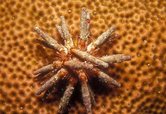 Slate Pencil Sea Urchin