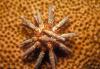 Slate Pencil Sea Urchin