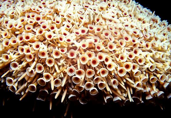 Flower Urchin