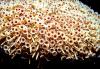 Flower Urchin