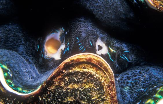 Giant Clam