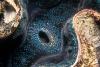 Giant Clam