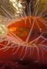 Red File Clam