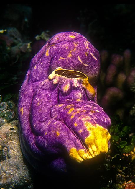 Tunicate