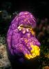 Tunicate