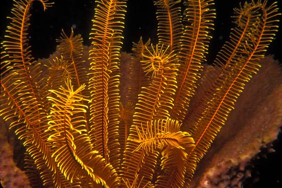 Golden Crinoid